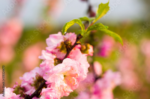 Background blooming beautiful pink cherries in raindrops on a sunny day in early spring close up  soft focus