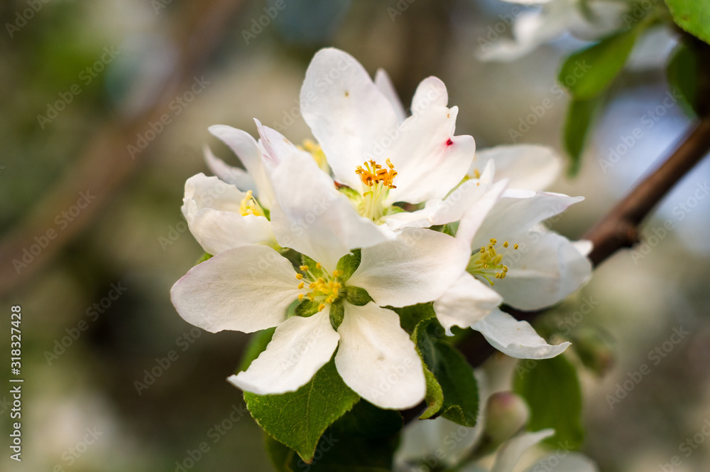 Background of blooming beautiful flowers of apple on a sunny day in early spring close up, soft focus