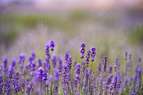 Fototapeta Naklejka Na Ścianę i Meble -  Lavender Field in the summer. Aromatherapy. Nature Cosmetics.