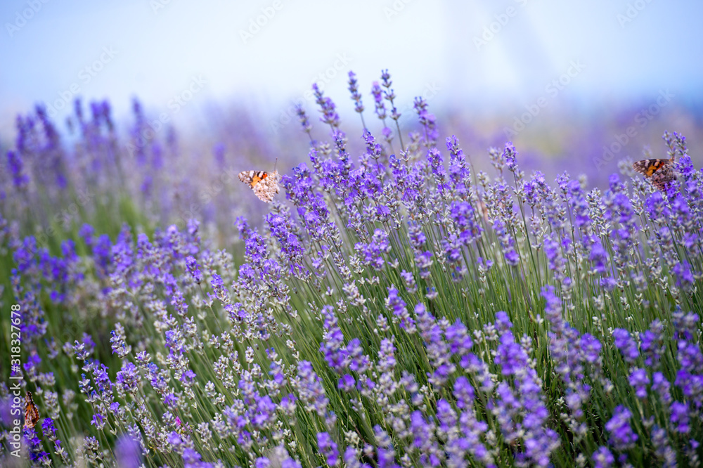 Obraz premium Lawendowe pole latem. Aromaterapia. Kosmetyki naturalne.