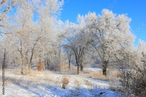 winter path to the forest