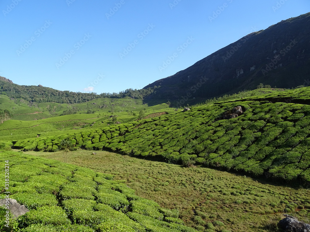 Teeplantage in Indien