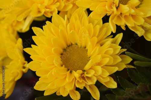 Close-up of the petals of a sunflower blooming with a lot of depth of field. Spring concept