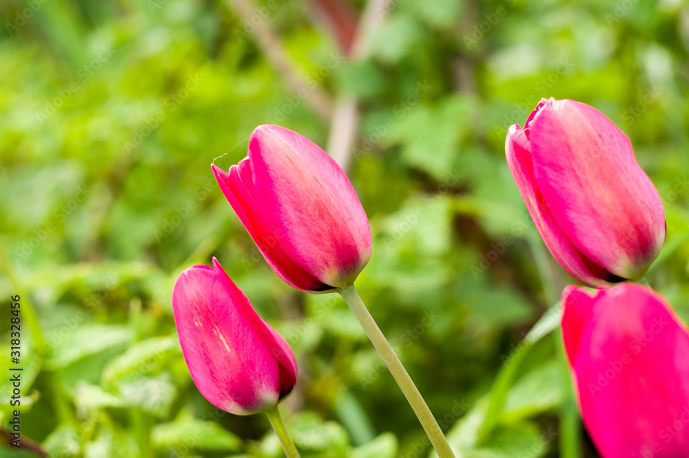 colorful tulips in early spring in the garden colorful tulips in early spring in the garden