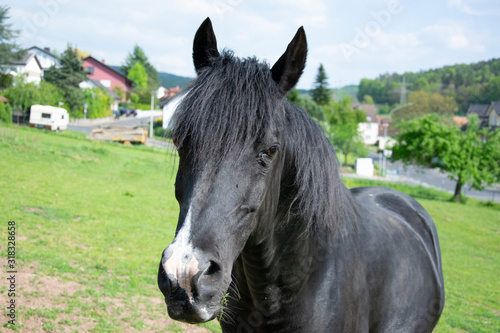 portrait of a horse © Reinhold