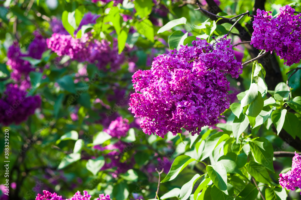 Branch with spring blossoms pink lilac flowers, bright blooming floral background. Branch with spring blossoms pink lilac flowers, bright blooming floral background.
