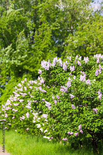 Fototapeta Naklejka Na Ścianę i Meble -  Branch with spring blossoms pink lilac flowers, bright blooming floral background.