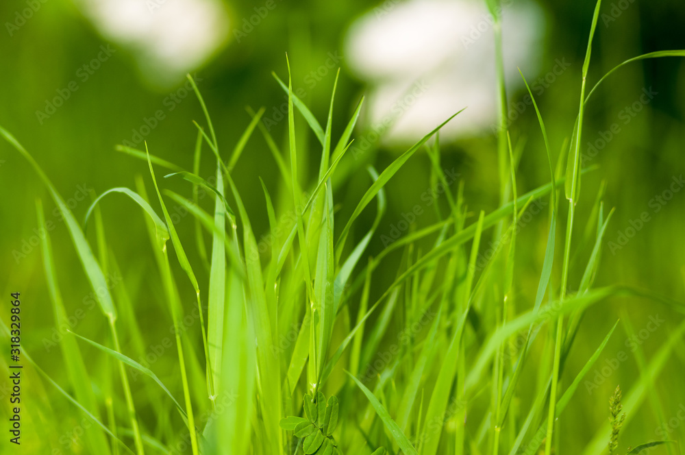 Spring or summer natural abstract background with grass in the garden Spring or summer natural abstract background with grass in the garden