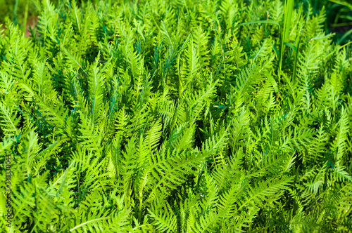 Spring or summer natural abstract background with grass in the garden