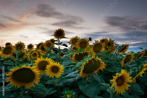 Sunflower field and clouds after sunset in Zarzecze, Poland