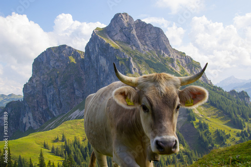 Kuh mit Hörnern auf der Alm vor dem Aggenstein
