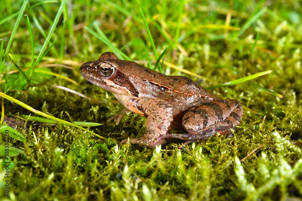 Male specimen of the Italian agile frog (Rana latastei) during the breeding season at the end of the winter Male specimen of the Italian agile frog (Rana latastei) during the breeding season at the end of the winter