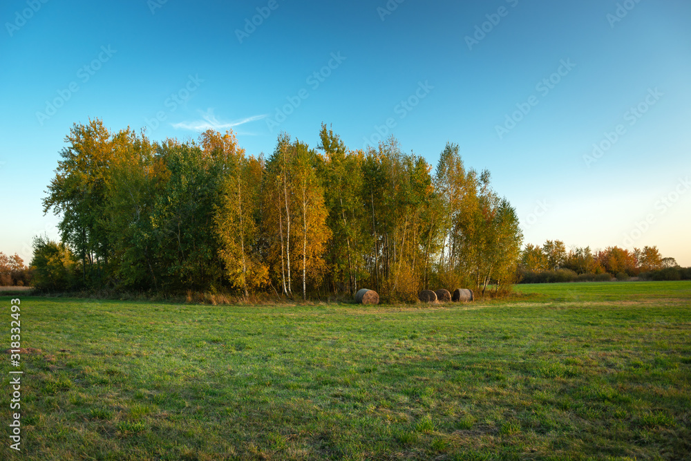 Grove with green and yellow leaves, meadow and blue sky in Nowiny, Poland