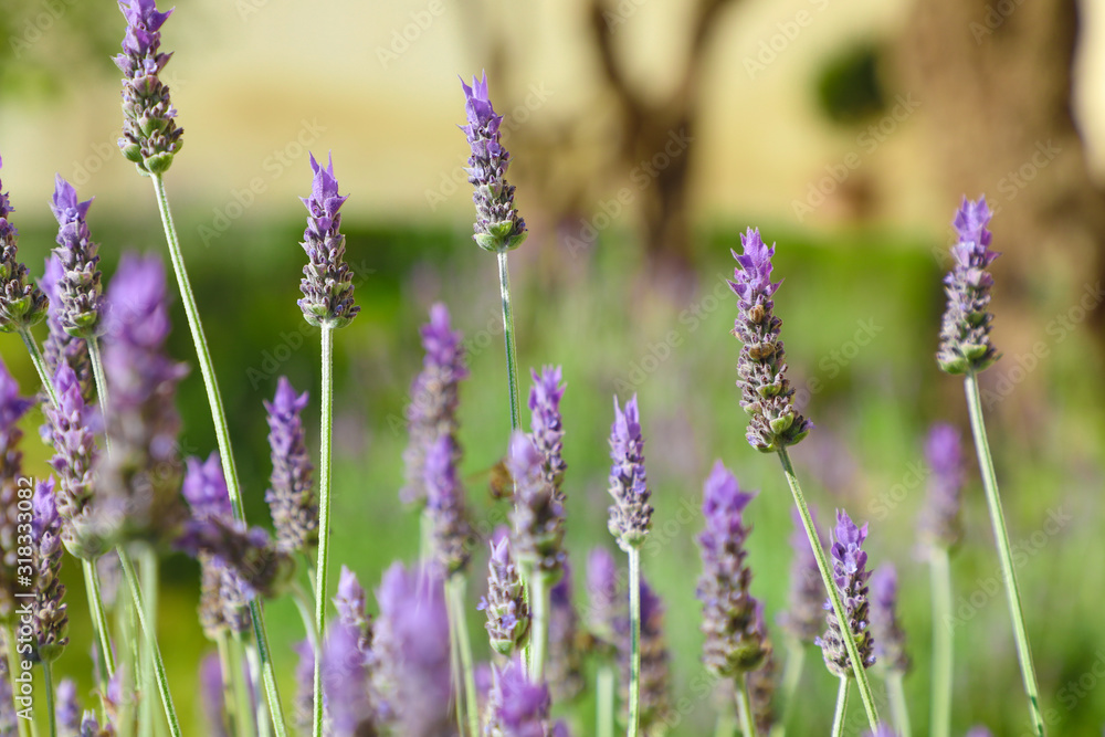 Fototapeta premium Close up select focus on purple lavender flowers