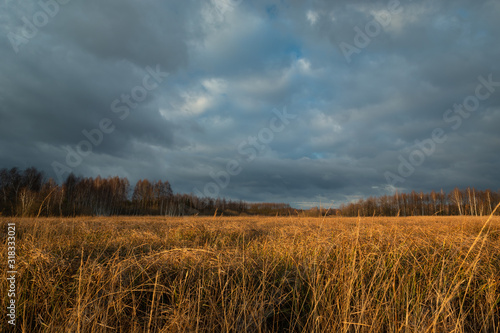 Orange tall grass, forest and stormy sky in Nowiny, Poland