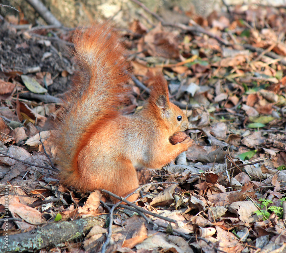 squirrel found a delicious nut in the grass squirrel found a delicious nut in the grass