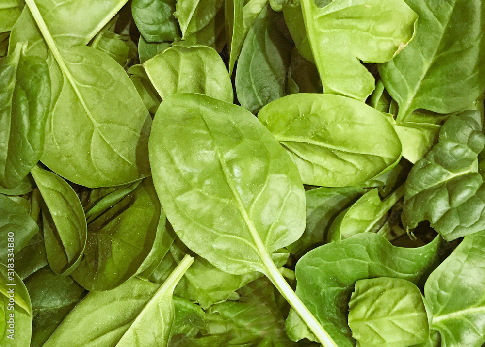 Fototapeta premium Image Of Baby Spinach Leaves