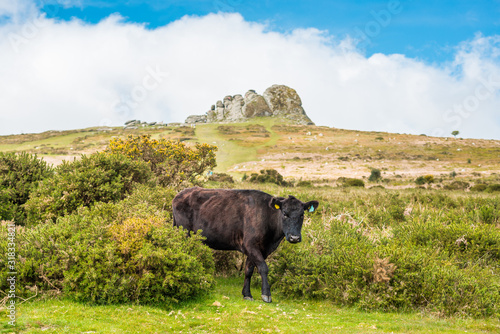 Dartmoor cattle in front of Haytor rock. Devon. UK.  photo