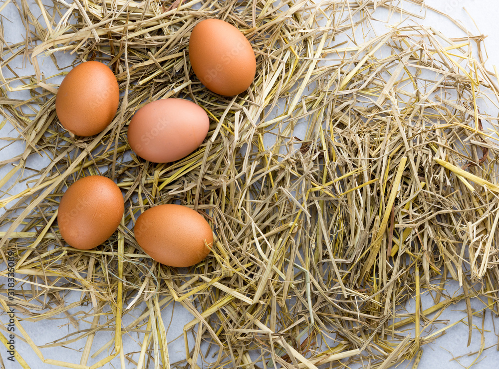 Brown chicken eggs on straw isolated on white background.