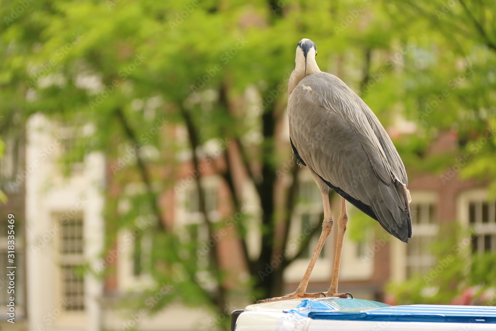 Obraz premium Ein Reiher in Amsterdam