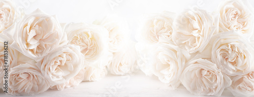 Background of beautiful white  roses flowers .