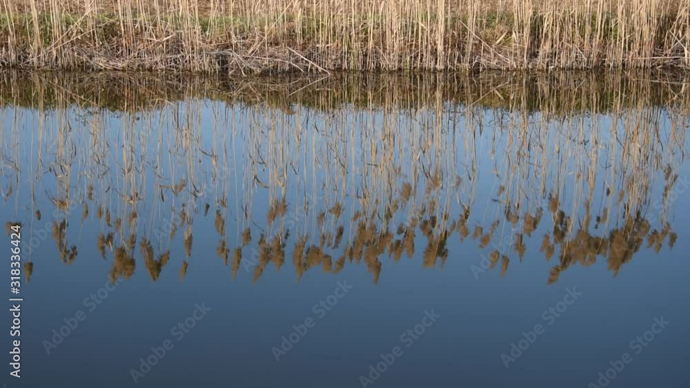 Reflection of the reed on the water surface Reflection of the reed on the water surface