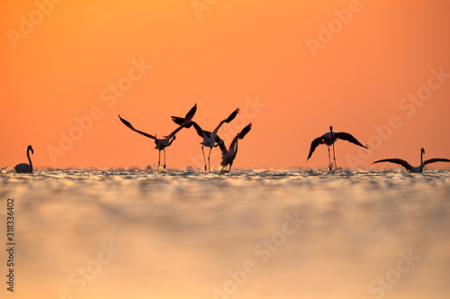 Greater Flamingos takeoff during morning hours at Asker coast  Bahrain