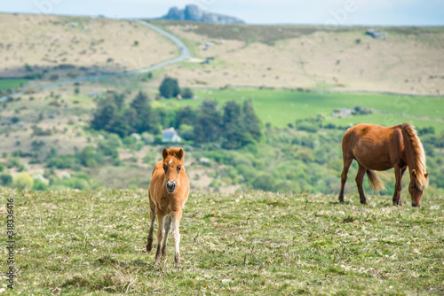 Pony foals in Dartmoor National park Devon UK