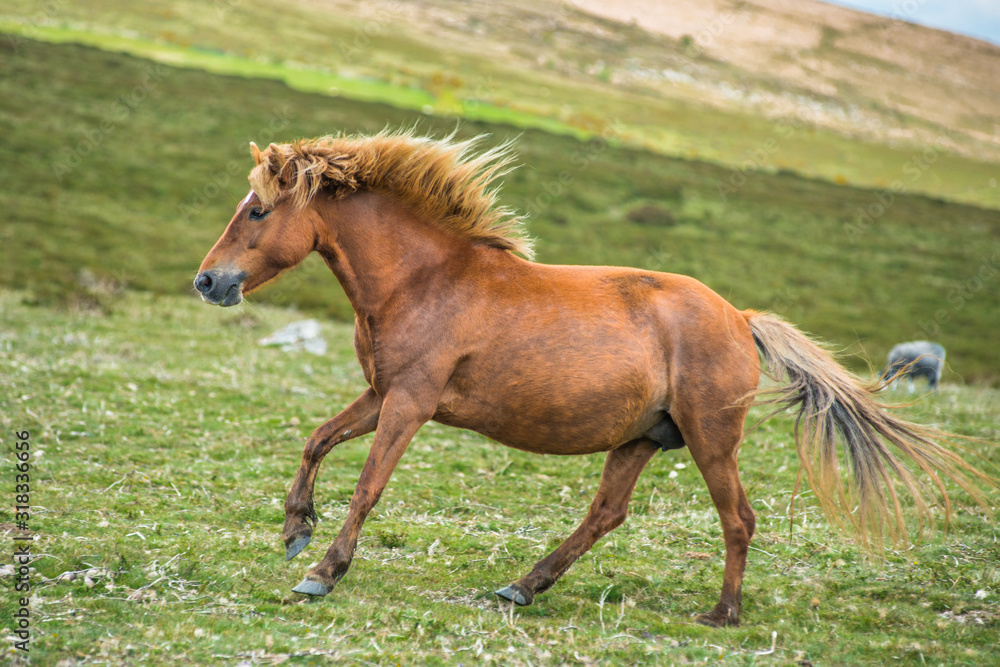Gallaping pony in Dartmoor National park, Devon, West Country, England, UK. Gallaping pony in Dartmoor National park, Devon, West Country, England, UK.