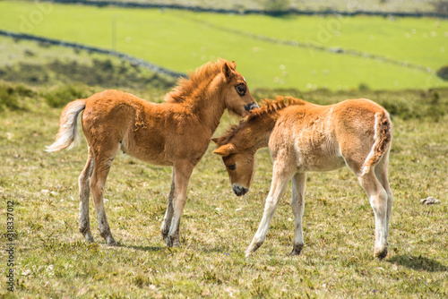 Ponies and young pony foals in Dartmoor National park