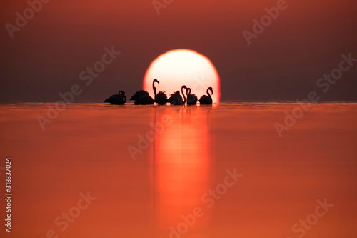 Greater Flamingos and dramatic sunrise Asker coast, Bahrain