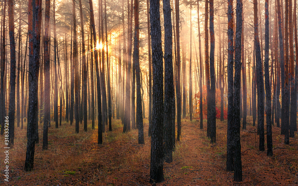 Forest. Good autumn morning. The sun's rays play in the branches of trees. Pleasant walk in the nature. Forest. Good autumn morning. The sun's rays play in the branches of trees. Pleasant walk in the nature.