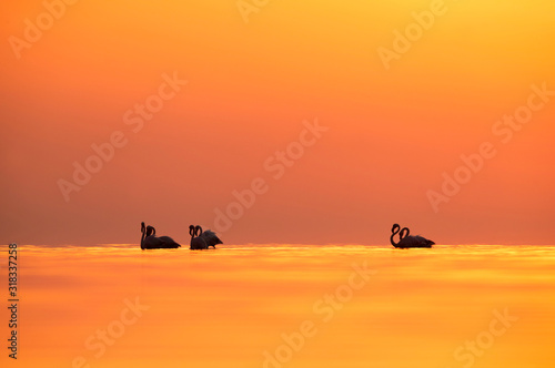 Greater Flamingos and beautiful beautiful hue in the morning at Asker coast, Bahrain