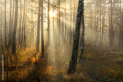 Forest. Good autumn morning. The sun's rays play in the branches of trees. Pleasant walk in the nature. © Mykhailo