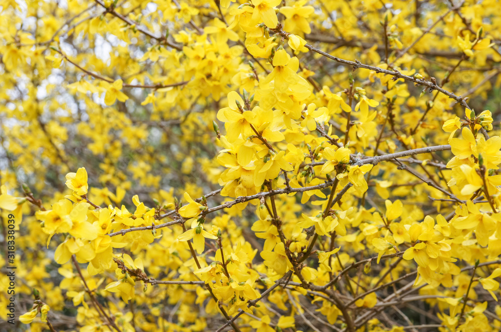 Yellow flowers of blooming Forsythia in spring Yellow flowers of blooming Forsythia in spring