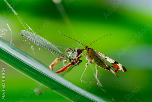 Skorpionsfliege bei Mundraub aus einem Spinnennetz, Männliche Skorpionsfliege frisst opfer aus Spinnennetz, Mundräuber Skorpionsfliege frisst Spinnenbeute
