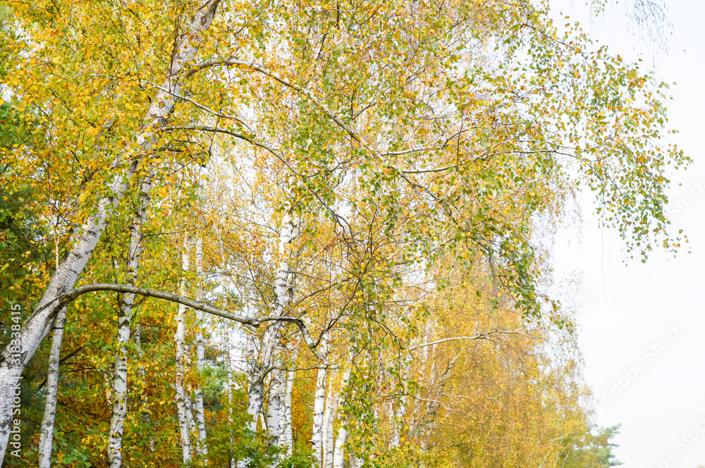 Fototapeta premium silver birch trees in the autumn