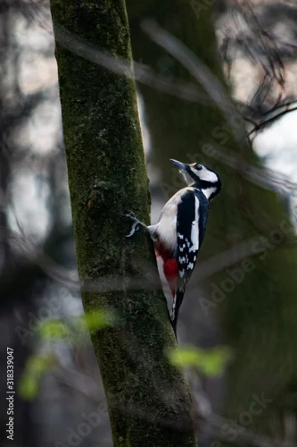 Obraz dzięcioł‚ na drzewie