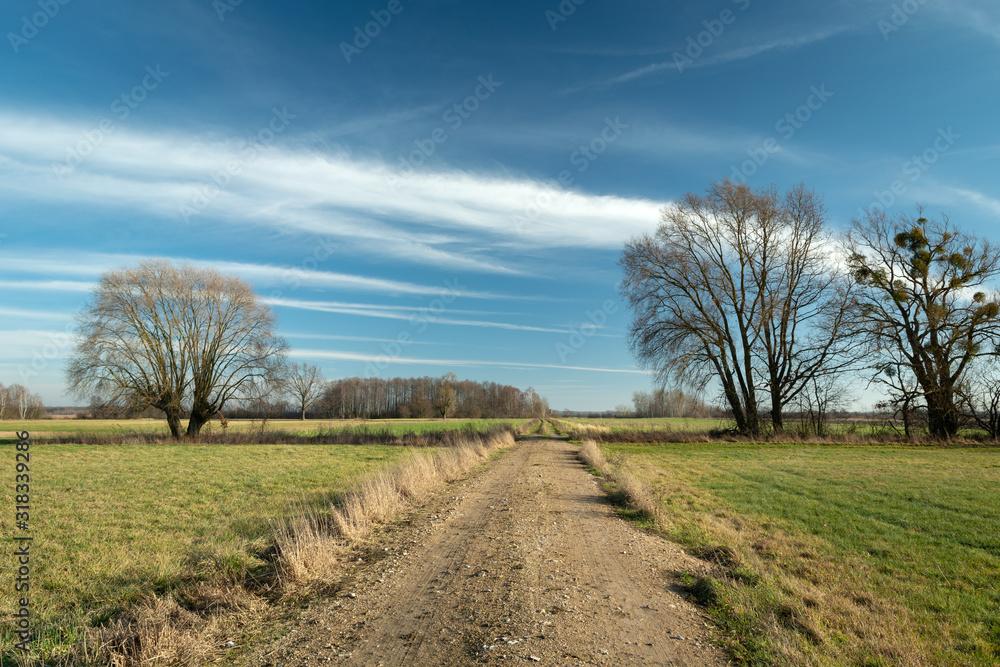 Country road through green meadows, trees without leaves and white cloud on the sky Country road through green meadows, trees without leaves and white cloud on the sky