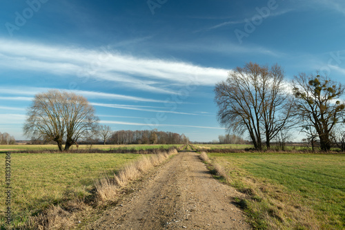 Country road through green meadows, trees without leaves and white cloud on the sky