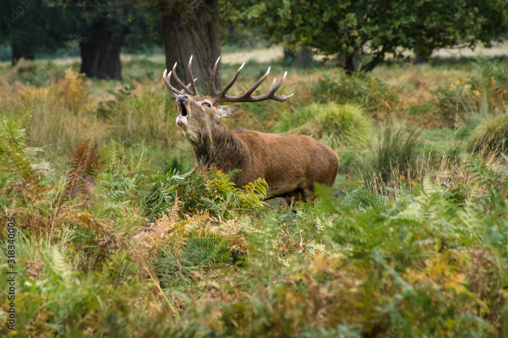 Red deer stag roaring in forest