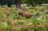 Red deer stag roaring in forest