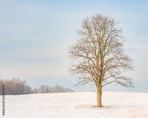 Lone tree