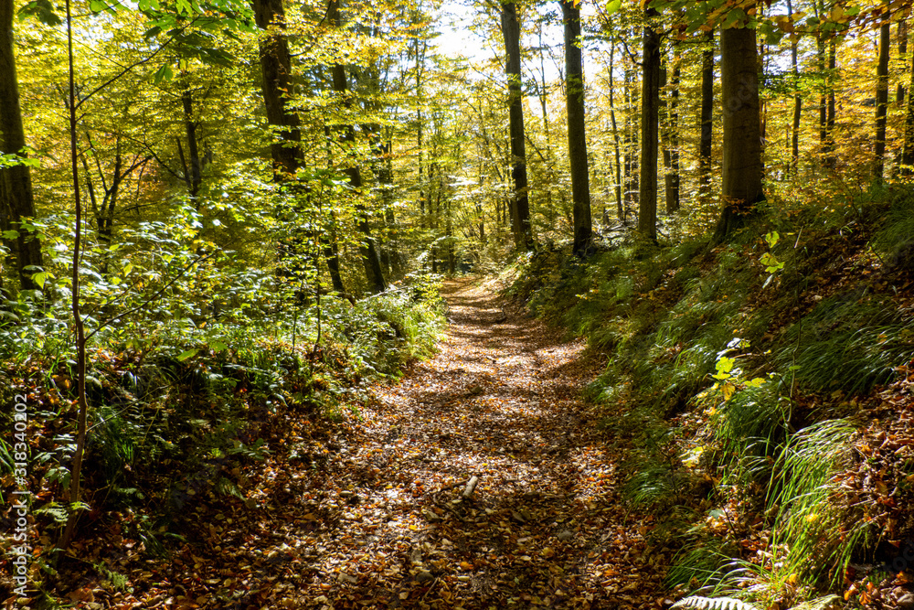 Fototapeta premium Harzer Wald