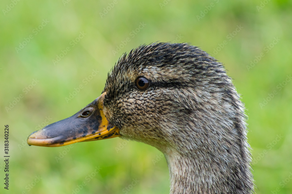 close up of female Mallard (Anas platyrhynchos) close up of female Mallard (Anas platyrhynchos)