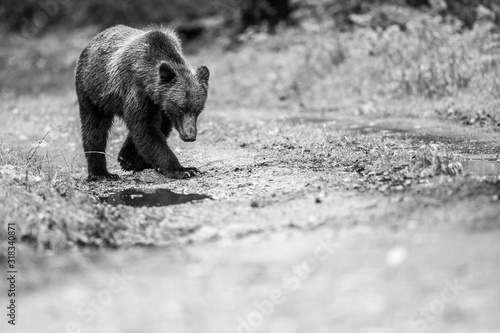 brown bear