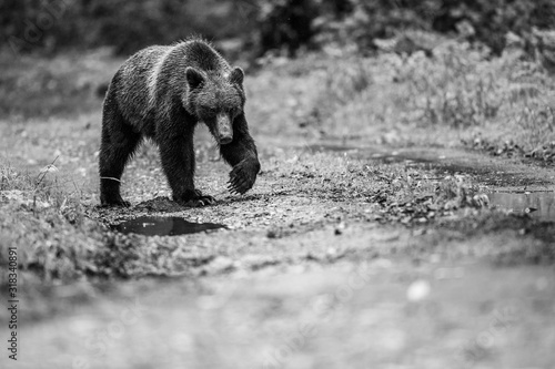 brown bear in the forest