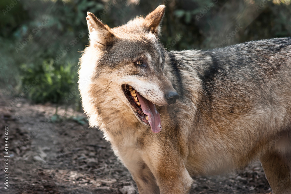 Fototapeta premium Grauwolf