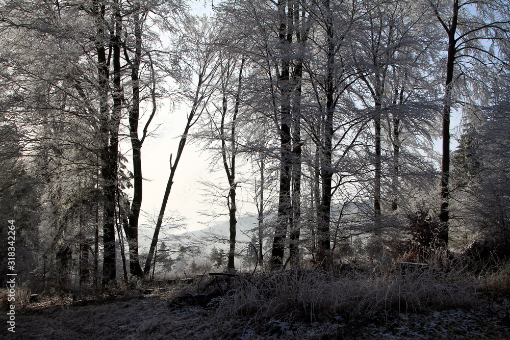 Naklejka premium Hoar frost, Ice, Ice crystal, Heuberg, Friedrichroda, Thuringia, Germany, Europe