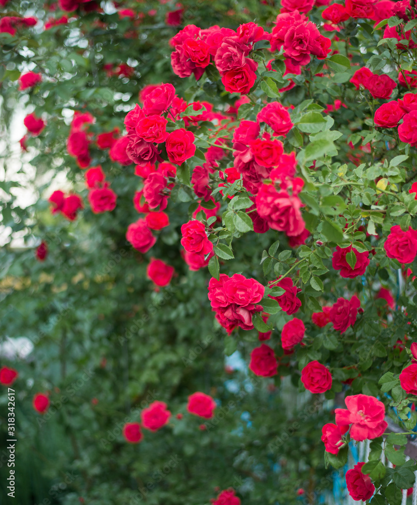 Beautiful roses in garden, roses for Valentine Day.